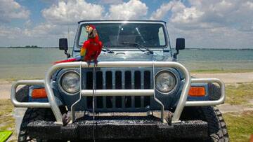 Scarlet Macaw Buddy at Causeway