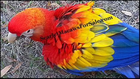 Central American Scarlet Macaw 