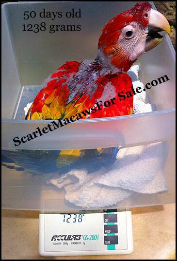 Scarlet Macaws For Sale